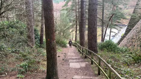 Country-woodland-pathway-with-fallen-leaves