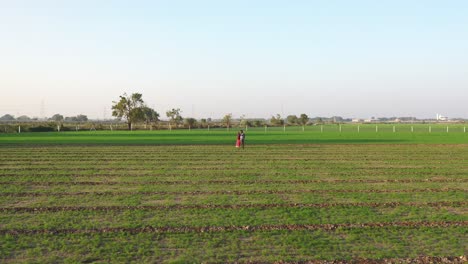 Aerial-drone-view-drone-camera-shows-two-people-extracting-cumin-seeds