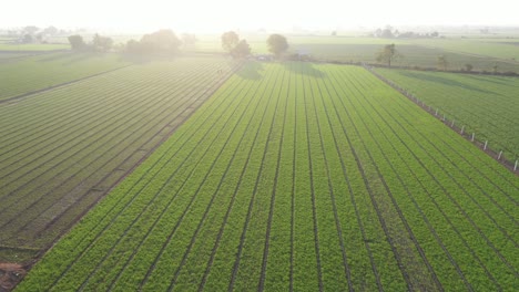 Drohnenkamera-Aus-Der-Luft,-Die-Sich-Vorwärts-Bewegt,-Wo-Verschiedene-Arten-Von-Pflanzen-Sichtbar-Sind