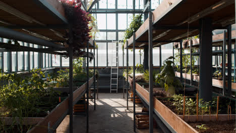 Interior-of-a-greenhouse
