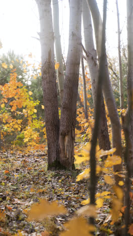 Gelbe-Blätter-Im-Wald