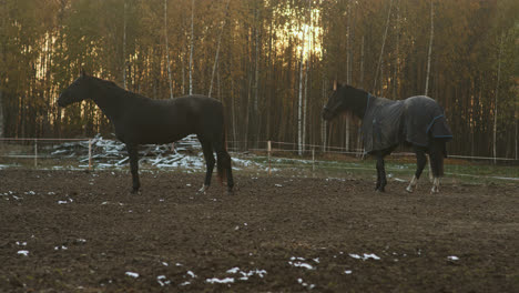Pferde-Im-Freien-Bei-Sonnenuntergang