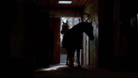 Animals-entering-at-the-stables