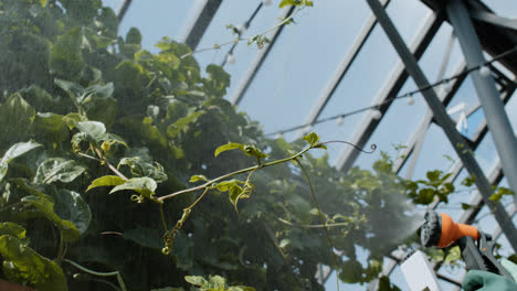 Person-watering-plants