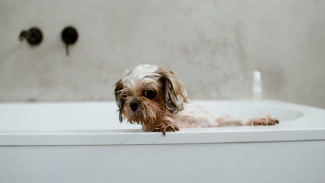Hund-In-Einer-Badewanne