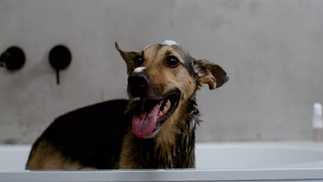 Nahaufnahme-Eines-Hundes-In-Der-Badewanne