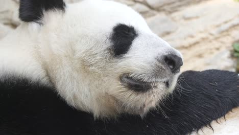 Schwarzer-Panda-Im-Zoo