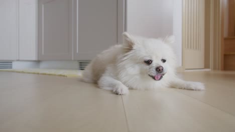 Weißer-Pommerscher-Hund-Zu-Hause