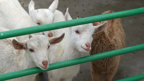 Schafe-Auf-Einem-Bauernhof