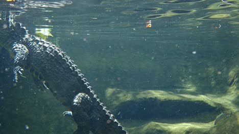 Close-up-view-of-aligator