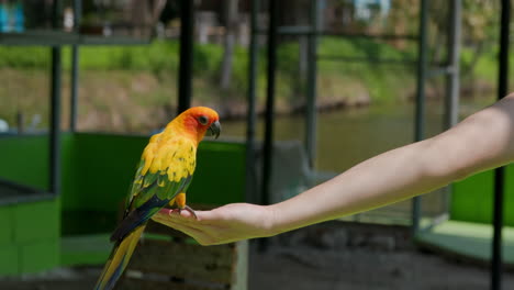 Beautiful-parrot-eating
