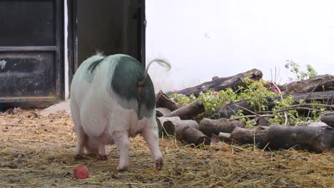 Schwein-Auf-Dem-Bauernhof