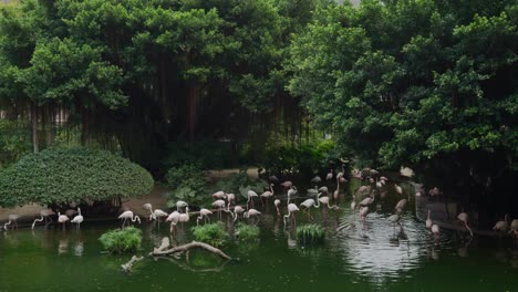 Viele-Flamingos-Im-Wasser