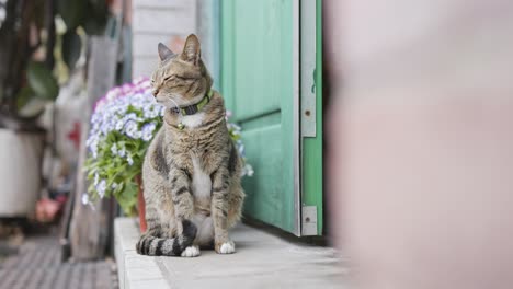 Street-cat-sitting-at-the-house-door
