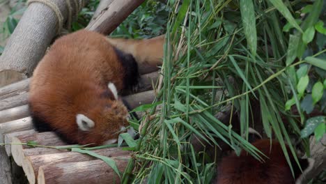 Pandas-Rojos-En-El-Bosque