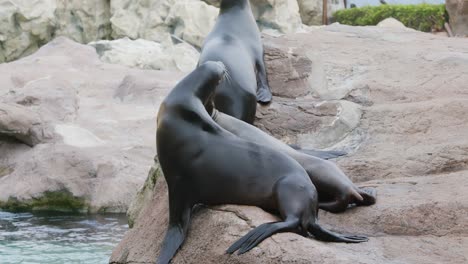 Sea-lions-lying-on-the-rock