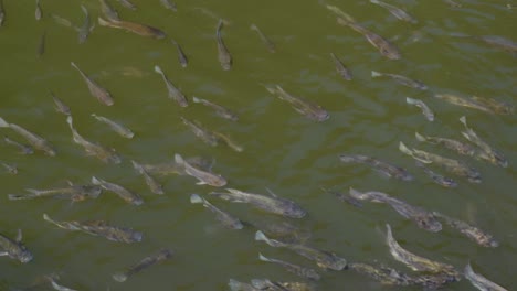 Fishes-swimming-in-the-water-pond