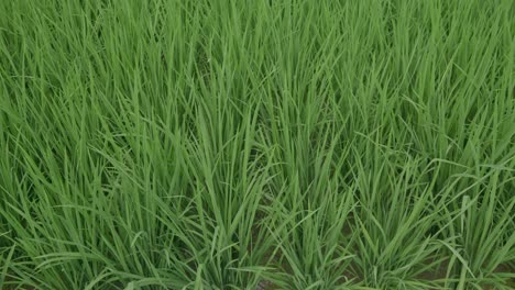 Close-up-view-of-rice-field
