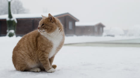 Gato-Naranja-En-La-Nieve