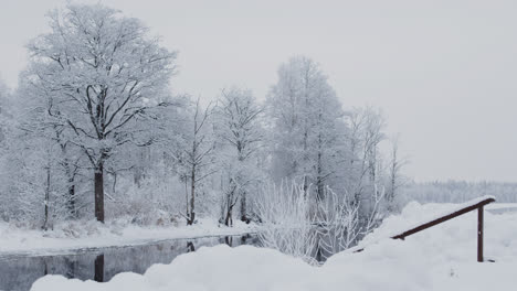 Bosque-Nevado-En-Invierno