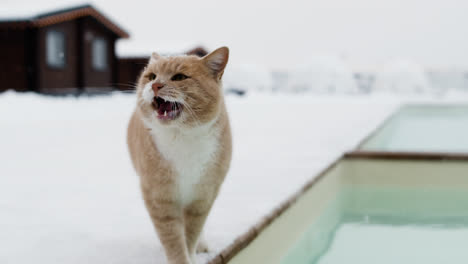 Gato-Naranja-En-La-Nieve