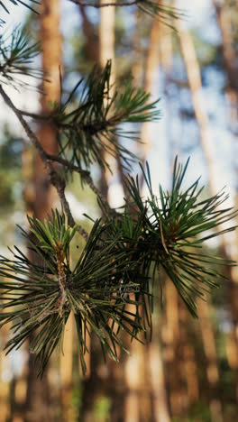 Wald-Im-Tageslicht