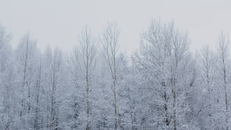 Verschneiter-Wald-Im-Winter