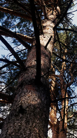 Wald-Im-Tageslicht