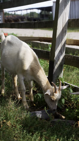 Ziegenherde-Auf-Dem-Feld