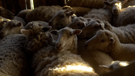 Herd-of-sheep-indoors