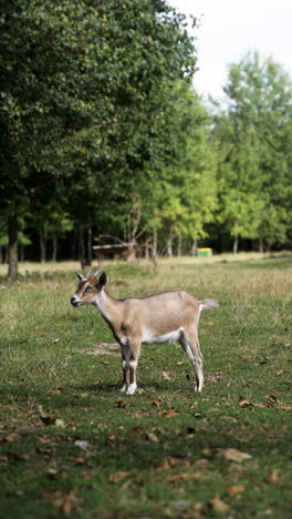 Rebaño-De-Cabras-En-El-Campo