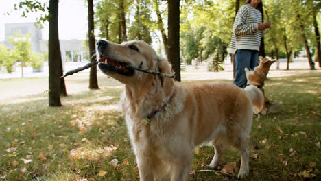 Golden-retriever-playing-with-sticks-and-leaves