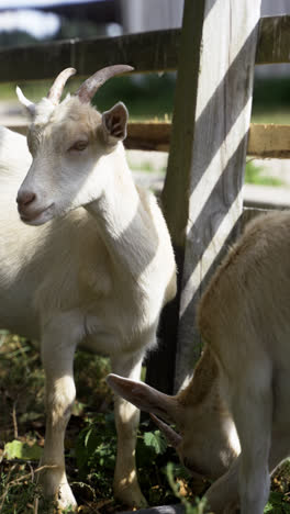 Rebaño-De-Cabras-En-El-Campo