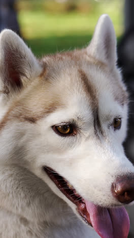 Perro-Grande-Sentado-En-El-Parque