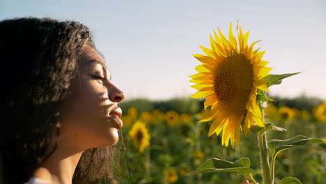 Sonnenblume-Auf-Einem-Feld