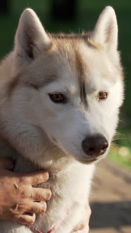 Hermoso-Perro-Siberiano