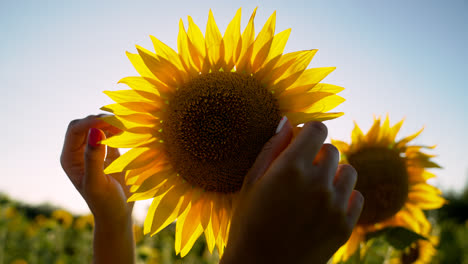 Sonnenblume-Auf-Einem-Feld