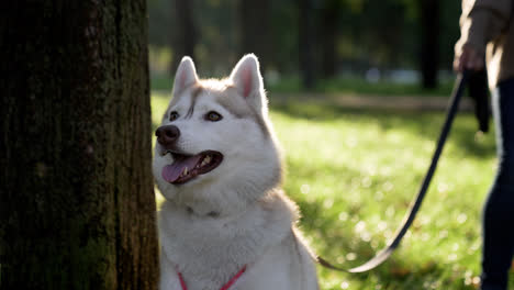 Beautiful-siberiand-dog
