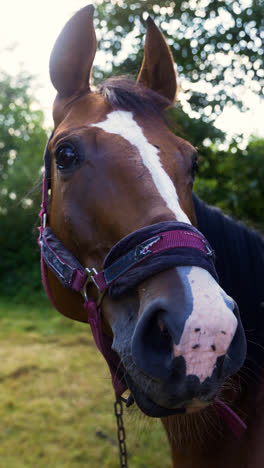 Flies-disturbing-horse-in-the-field