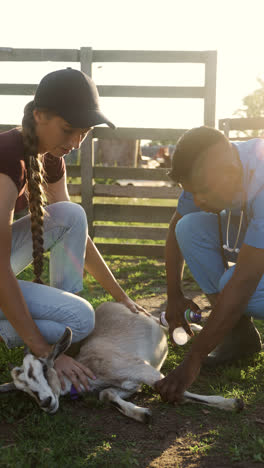 Farmer-holding-goat-on-the-ground