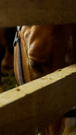 Caballo-En-El-Establo