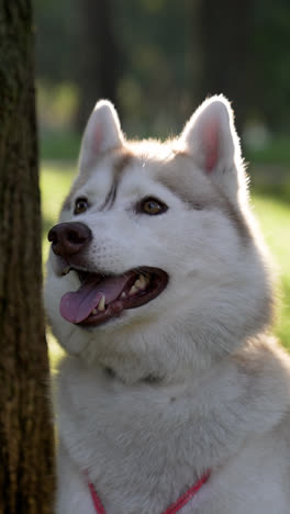 Beautiful-siberiand-dog