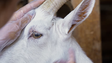 Closeup-of-goat's-face