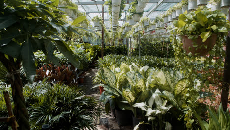 Big-greenhouse-interior