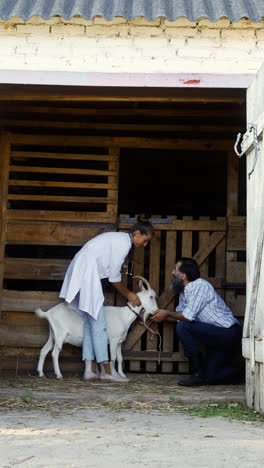 Woman-and-man-petting-white-goat