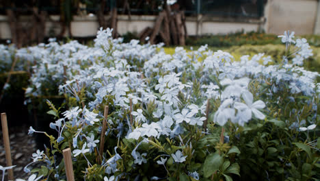 Weiße-Blumen-Im-Freien