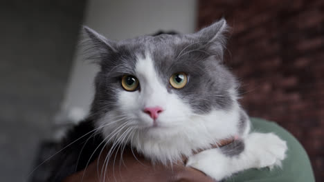 Porträt-Einer-Grau-weißen-Katze