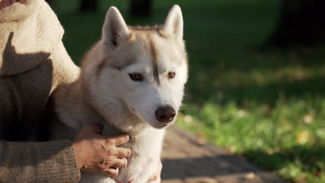 Schöner-Sibirischer-Hund