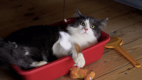 Graue-Katze,-Die-In-Einer-Roten-Kiste-Liegt