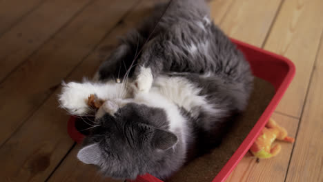 Graue-Katze,-Die-In-Einer-Roten-Kiste-Liegt